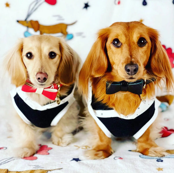 Dog Bow Tie PoisePup