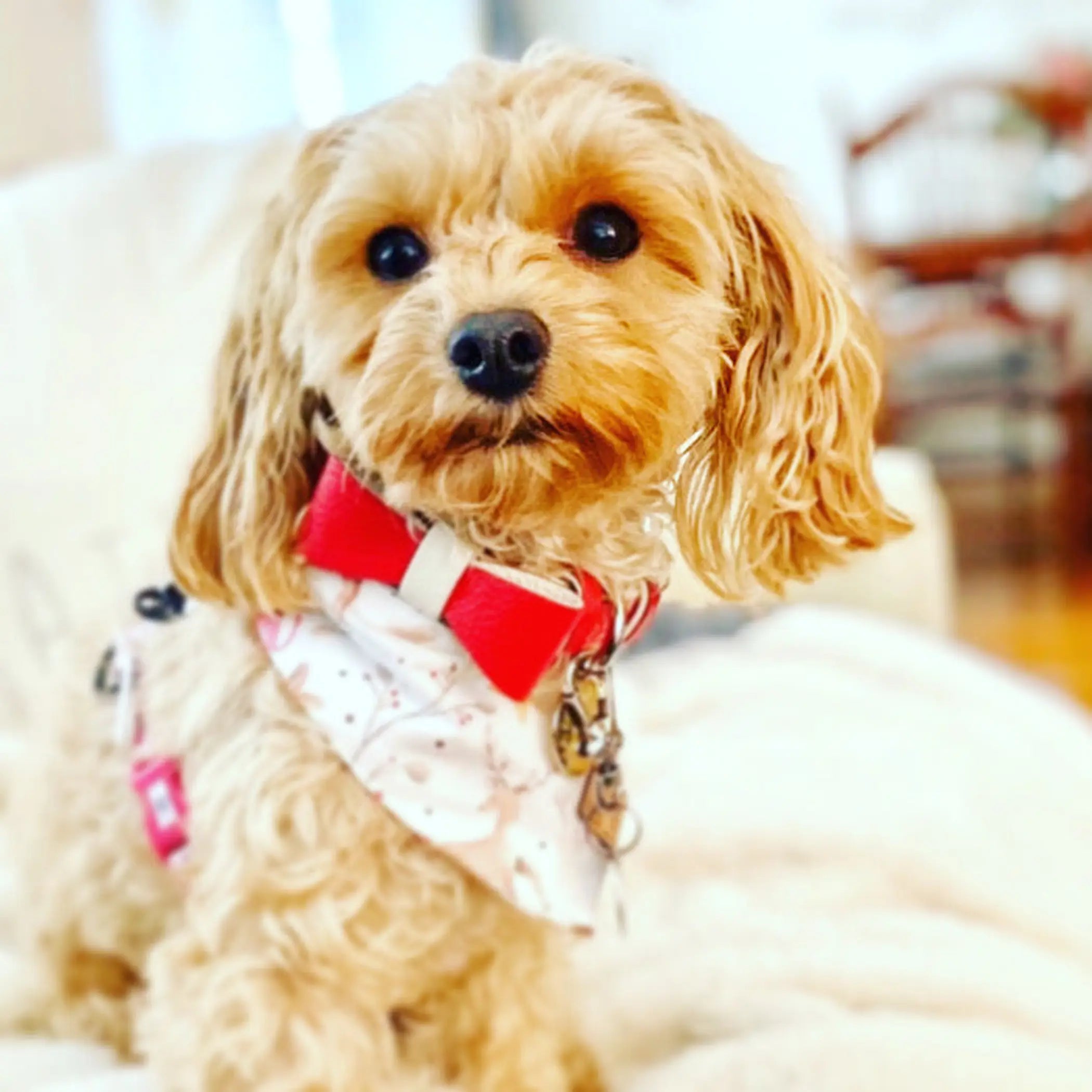 Dog Bow Tie PoisePup