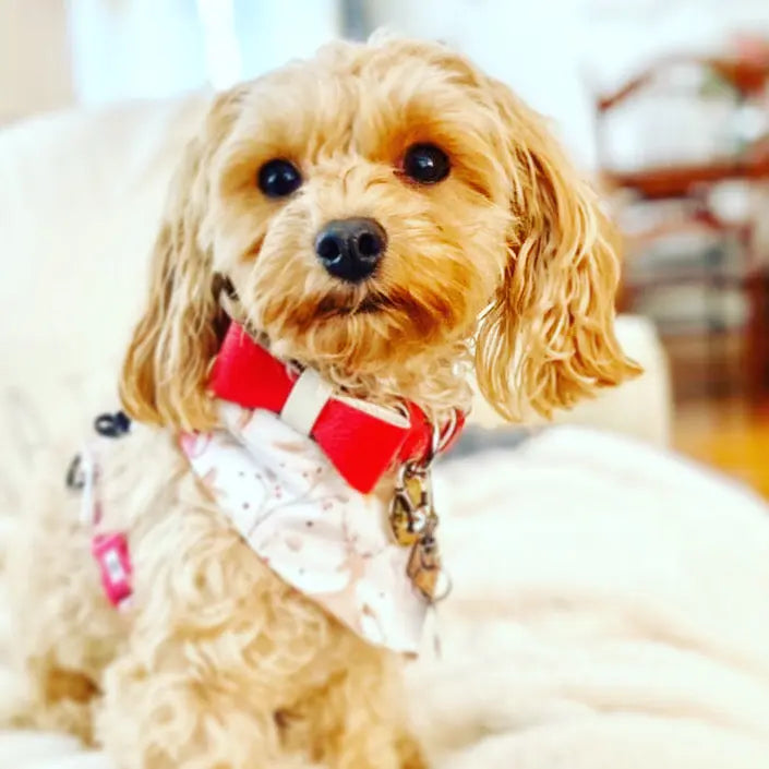 Dog Bow Tie PoisePup