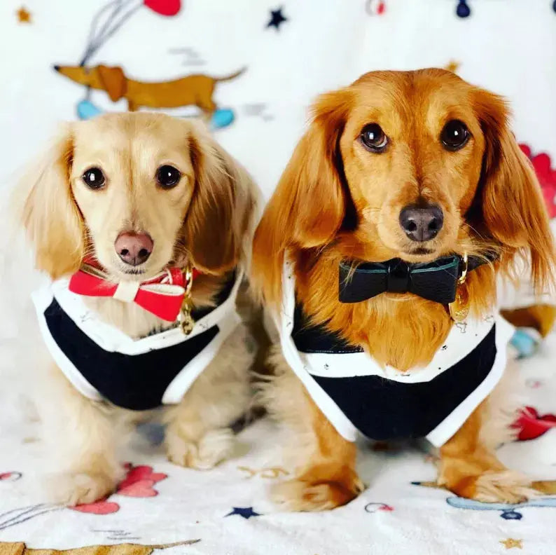 Dog Bow Tie PoisePup