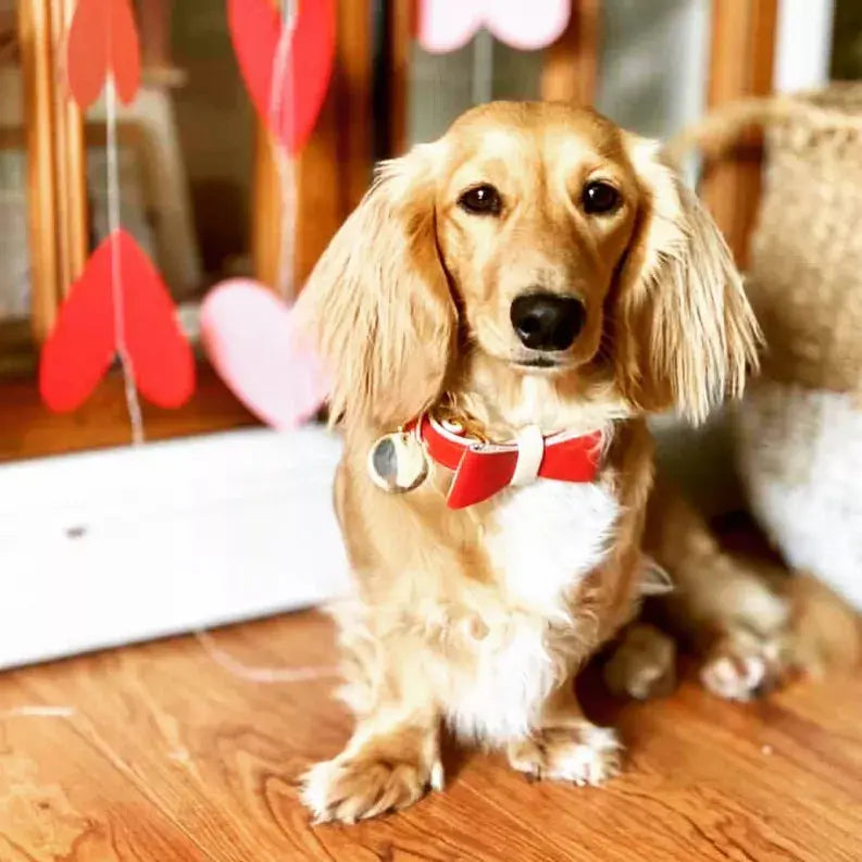 Dog Bow Tie PoisePup