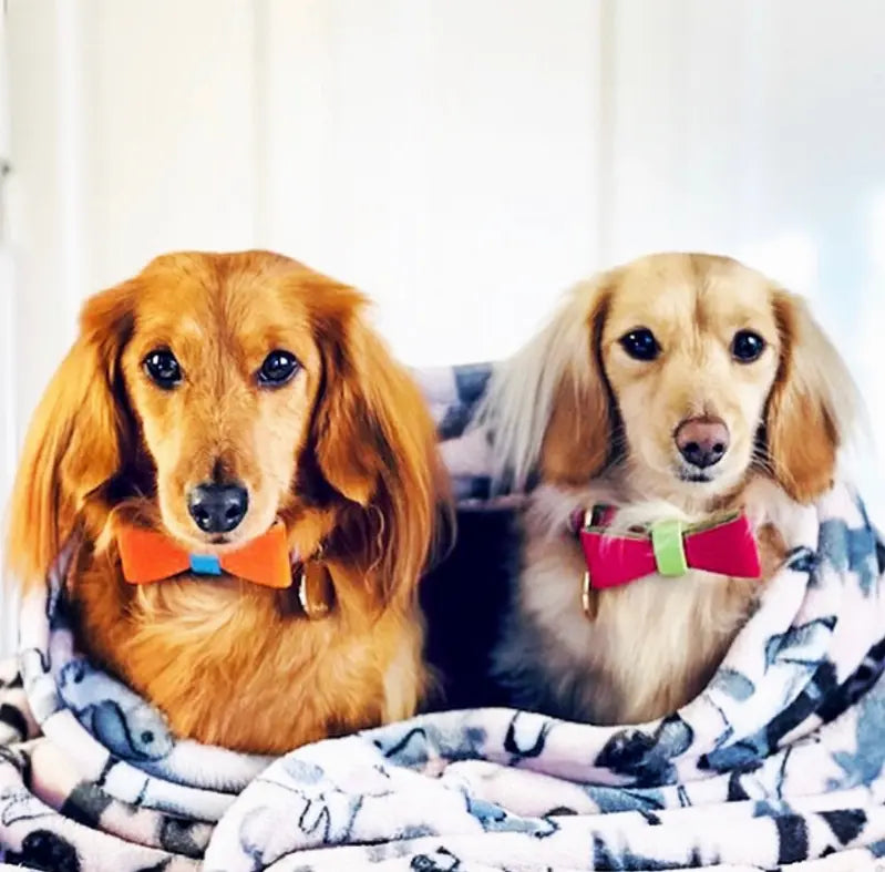 Dog Bow Tie PoisePup