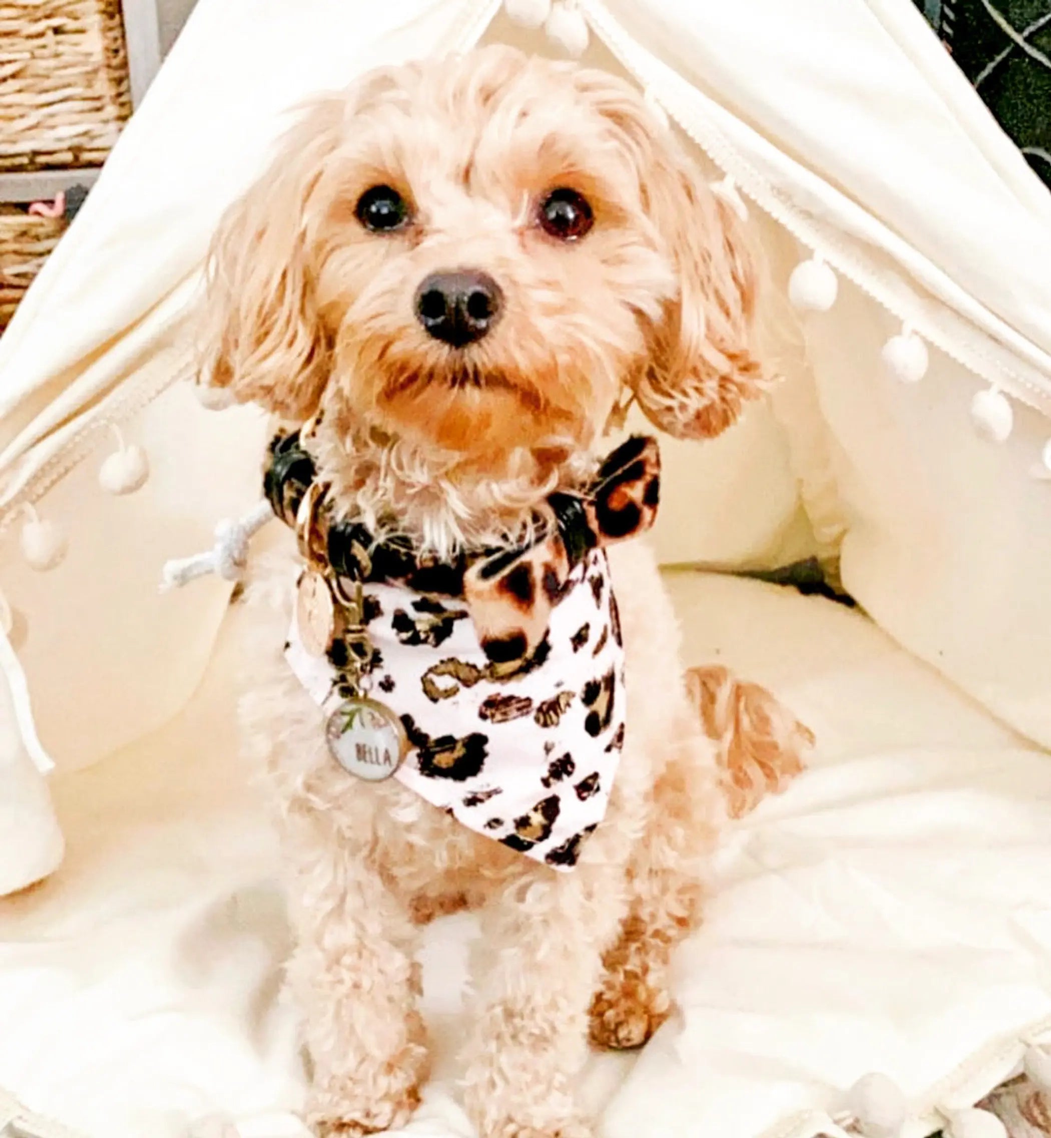 Dog Bow Tie PoisePup