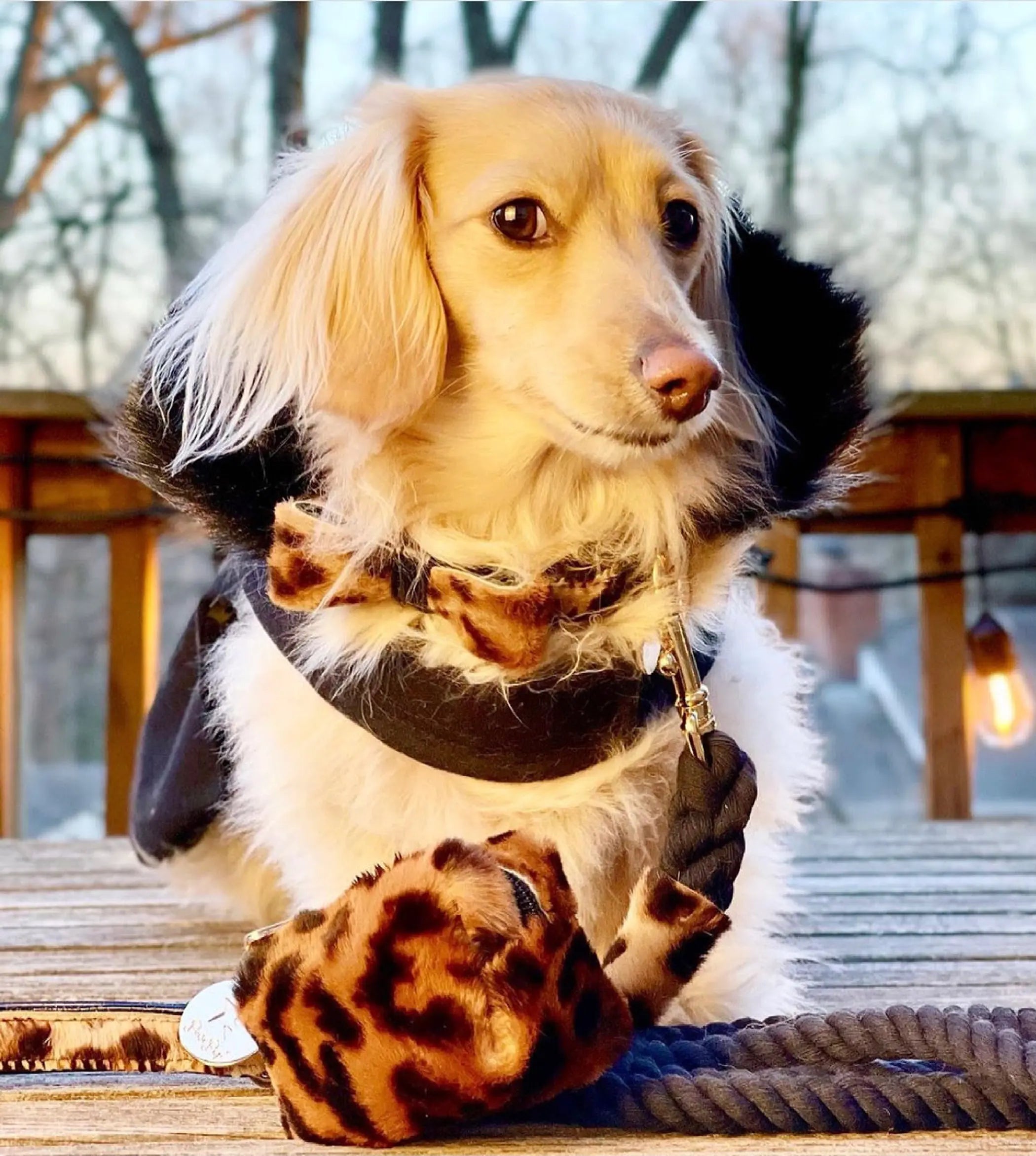 Dog Bow Tie PoisePup