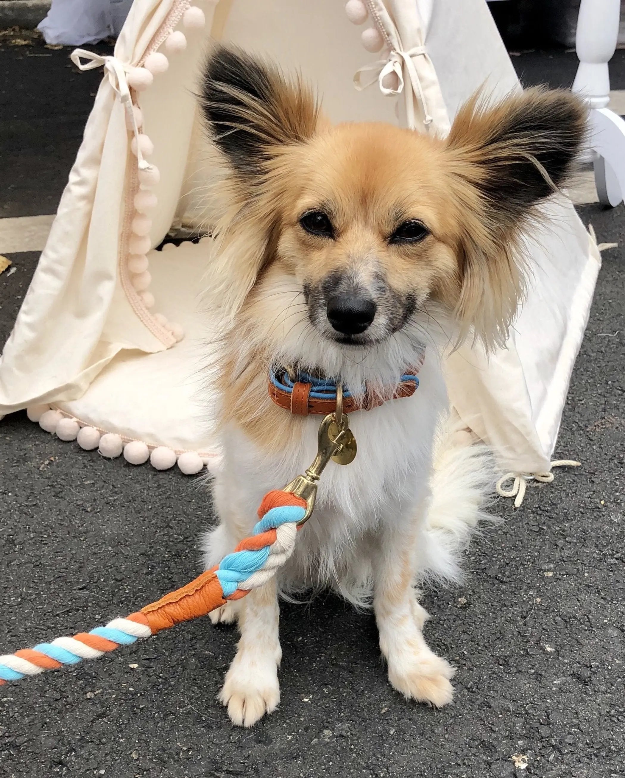 Dog Leash PoisePup