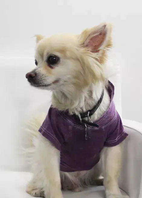 Doggy Hoodie COIN1804