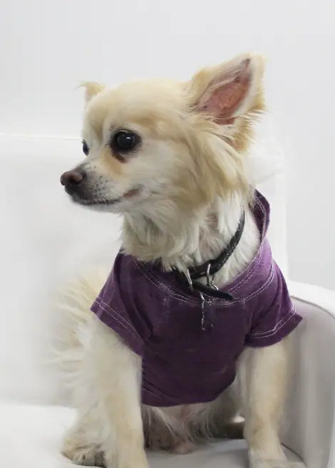 Doggy Hoodie COIN1804