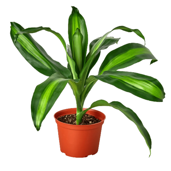 Dracaena Massangeana House Plant Dropship