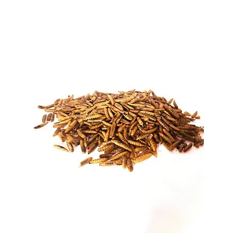 Dried Black Soldier Fly Larvae ProGrub