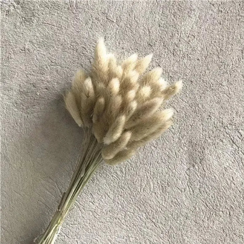 Dried Bunny Tail, floral décor Delmar Décor