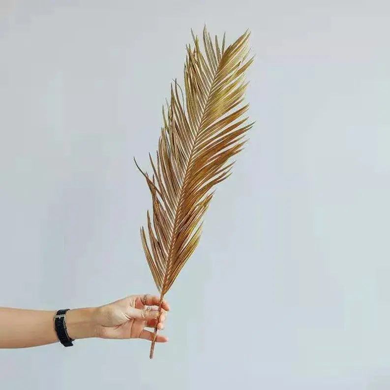 Dried Folium Cycas Delmar Décor