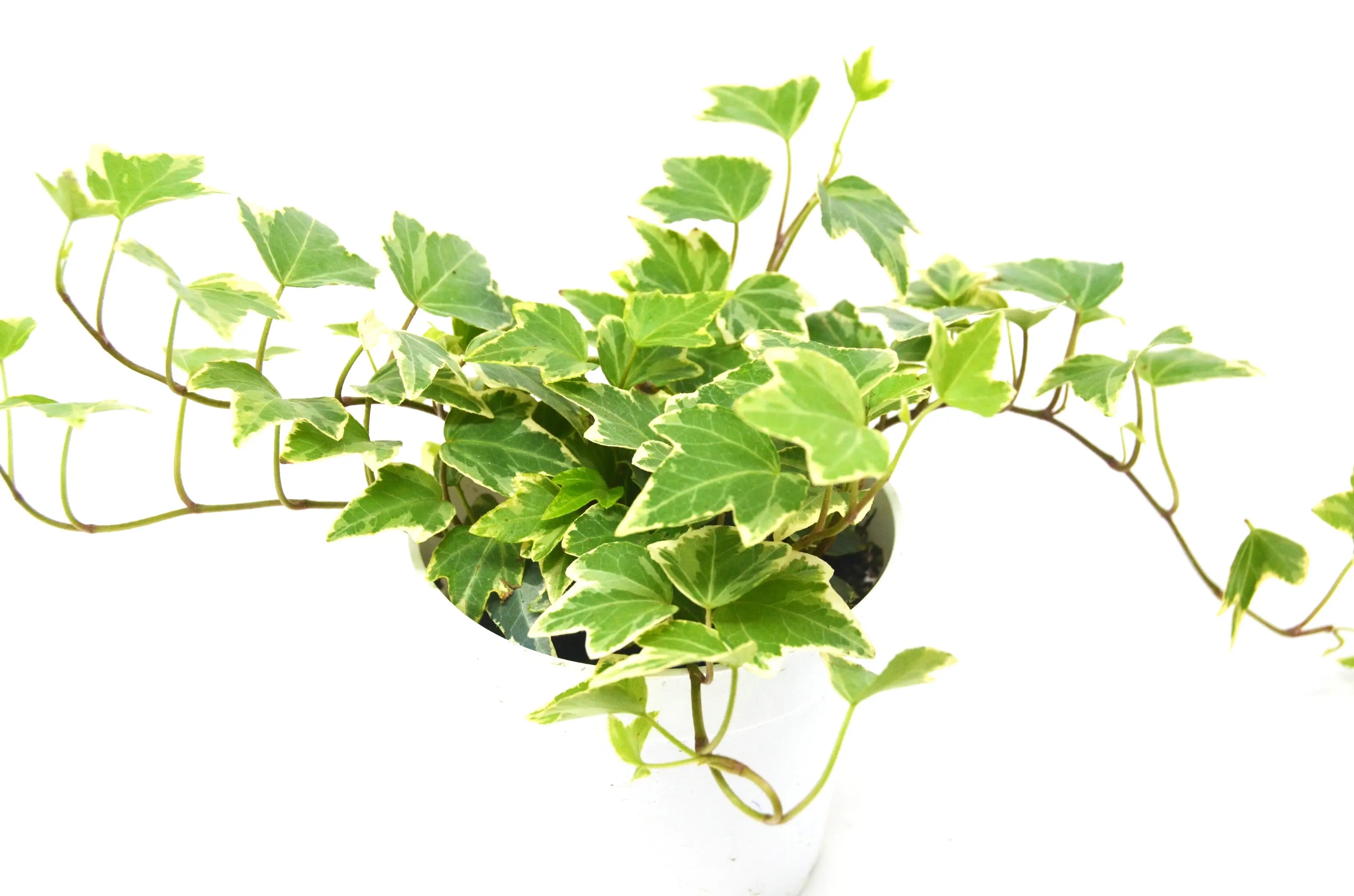 English Ivy 'Eva' House Plant Wholesale