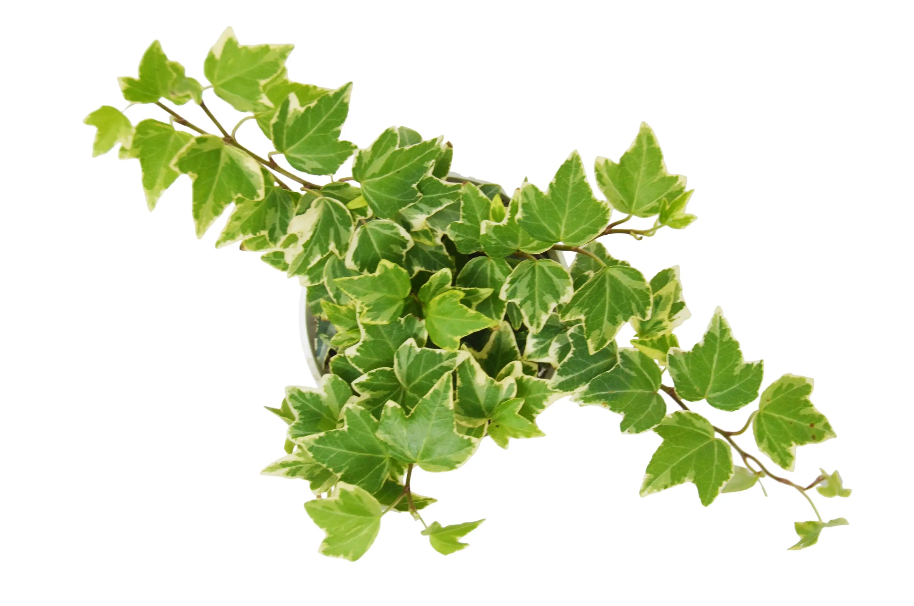 English Ivy 'Eva' House Plant Wholesale