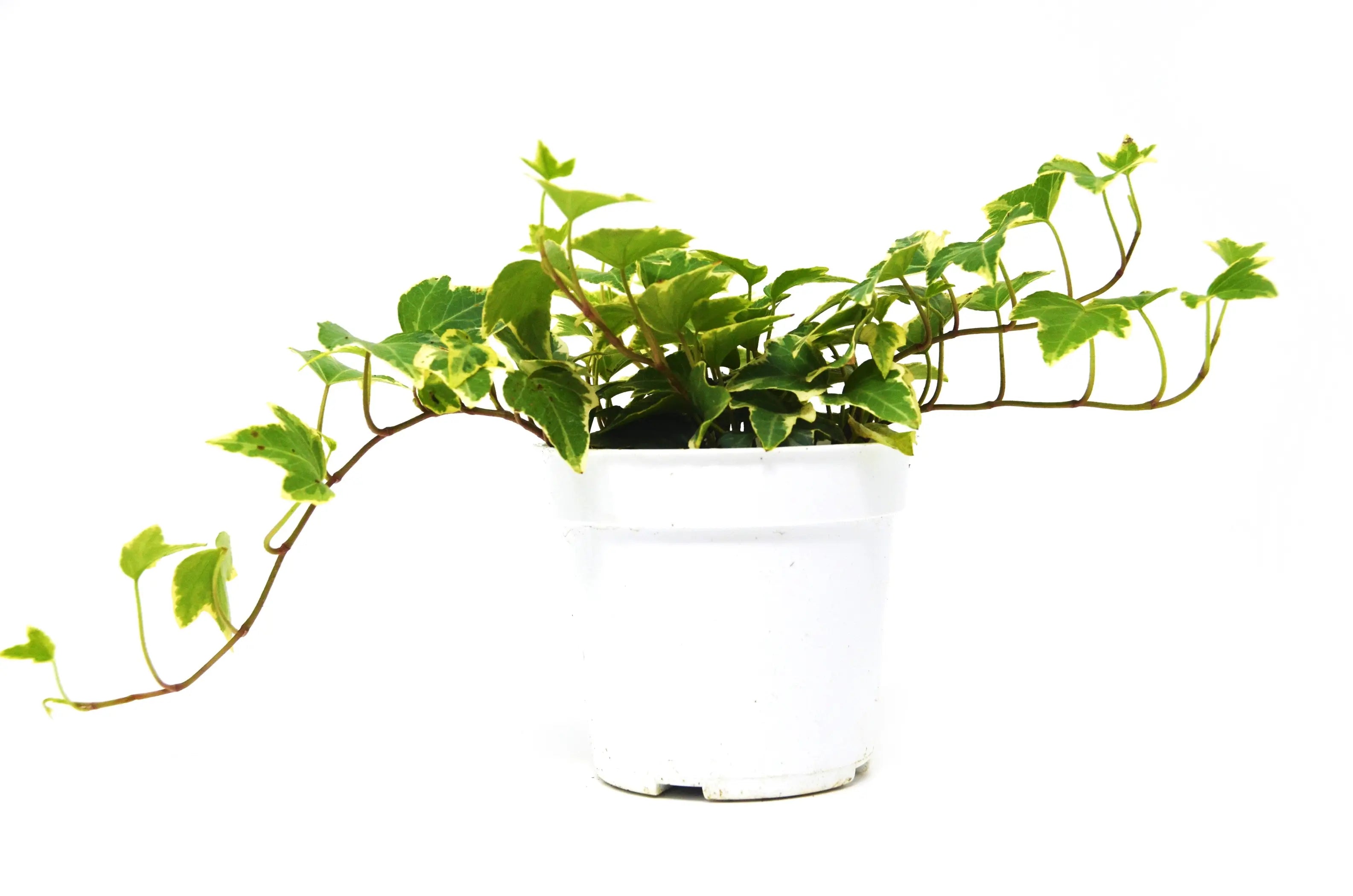 English Ivy 'Eva' House Plant Wholesale