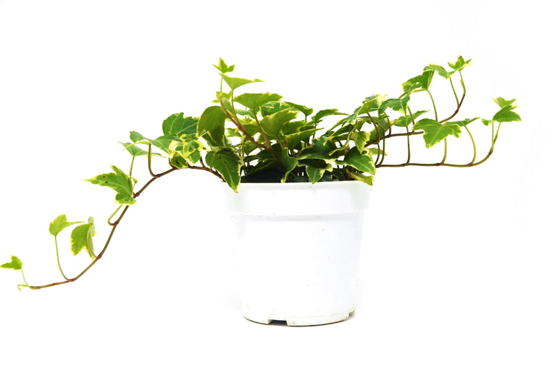 English Ivy 'Eva' House Plant Wholesale