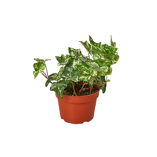 English Ivy 'Kolibre' House Plant Wholesale