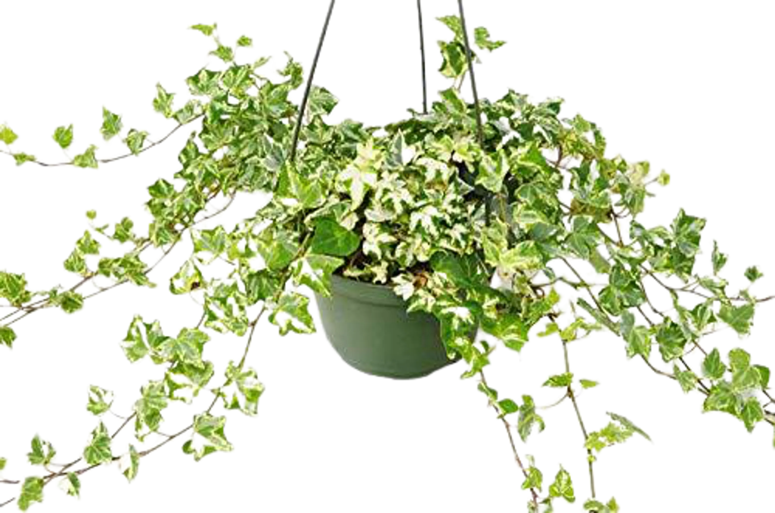 English Ivy 'Kolibre' House Plant Wholesale