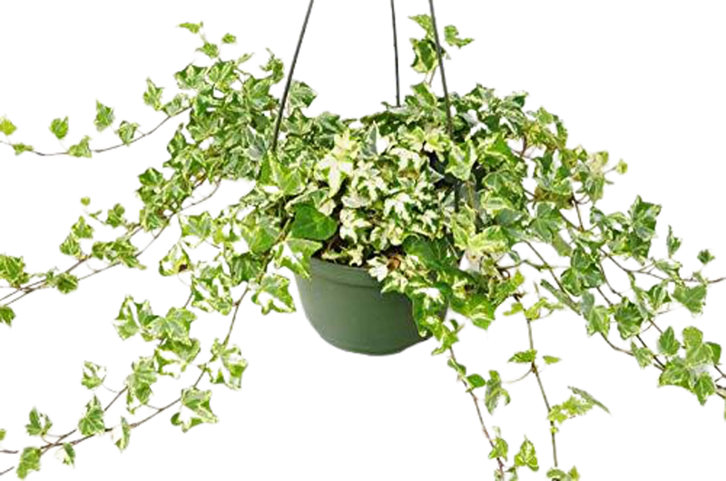English Ivy 'Kolibre' House Plant Wholesale