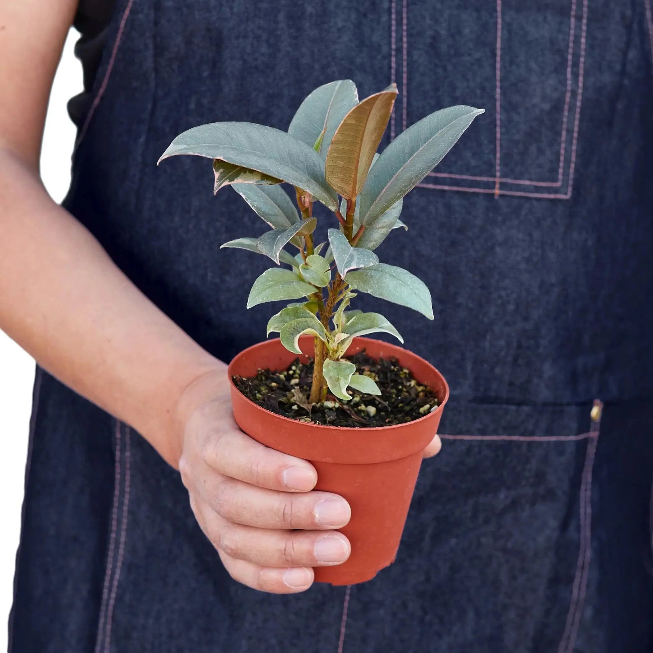 Ficus Elastica 'Tineke' House Plant Wholesale
