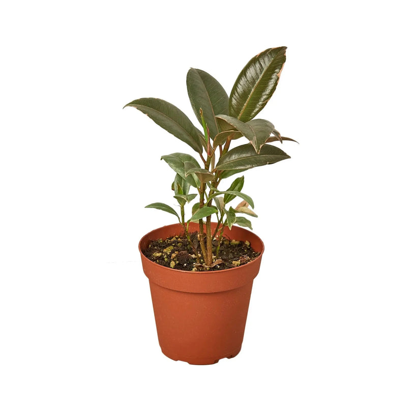 Ficus Elastica 'Tineke' House Plant Wholesale