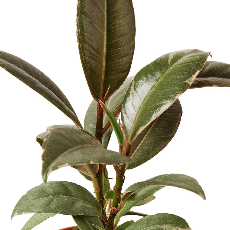 Ficus Elastica 'Tineke' House Plant Wholesale