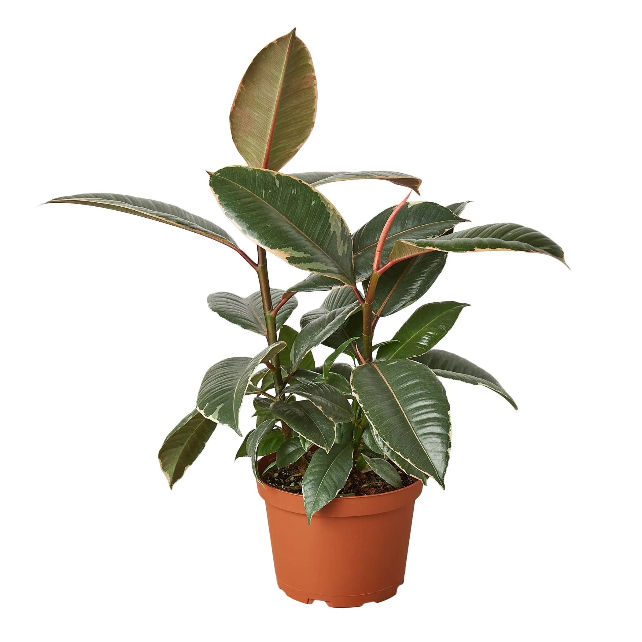 Ficus Elastica 'Tineke' House Plant Wholesale