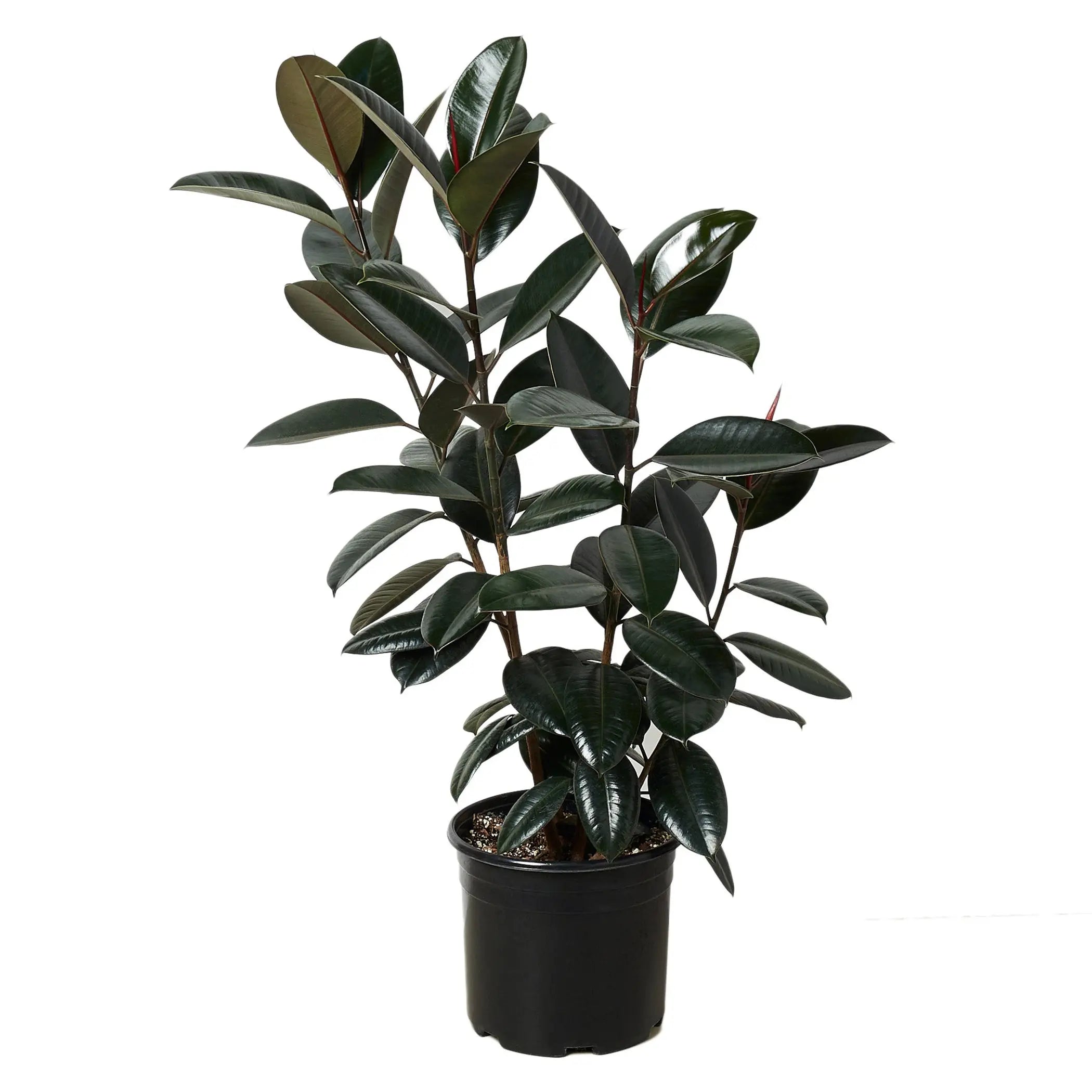 Ficus 'Burgundy' - In 10" Pot House Plant Dropship