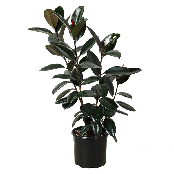 Ficus 'Burgundy' - In 10" Pot House Plant Dropship