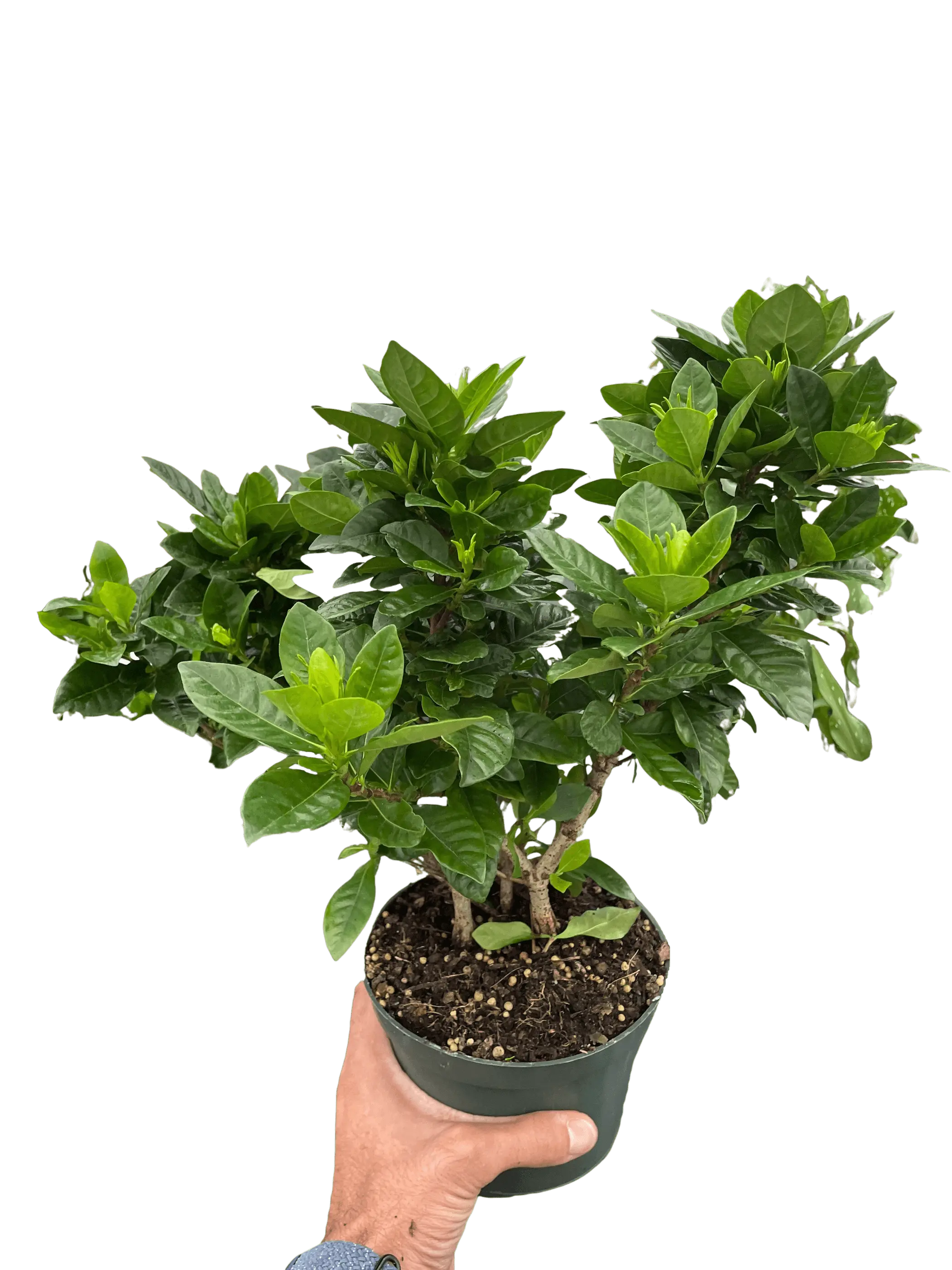 Gardenia 'Bush' House Plant Wholesale