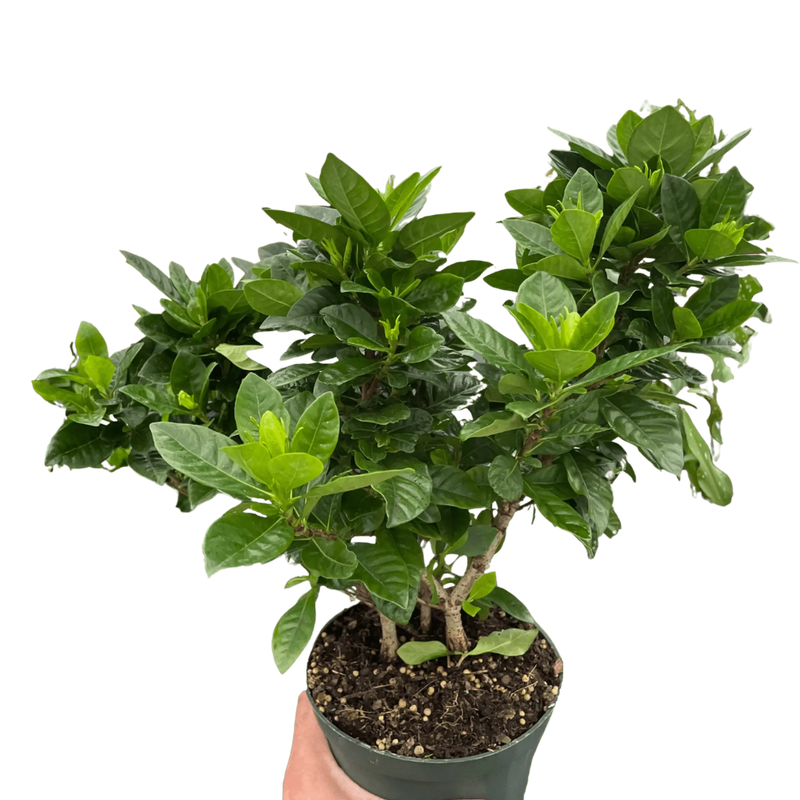 Gardenia 'Bush' House Plant Wholesale