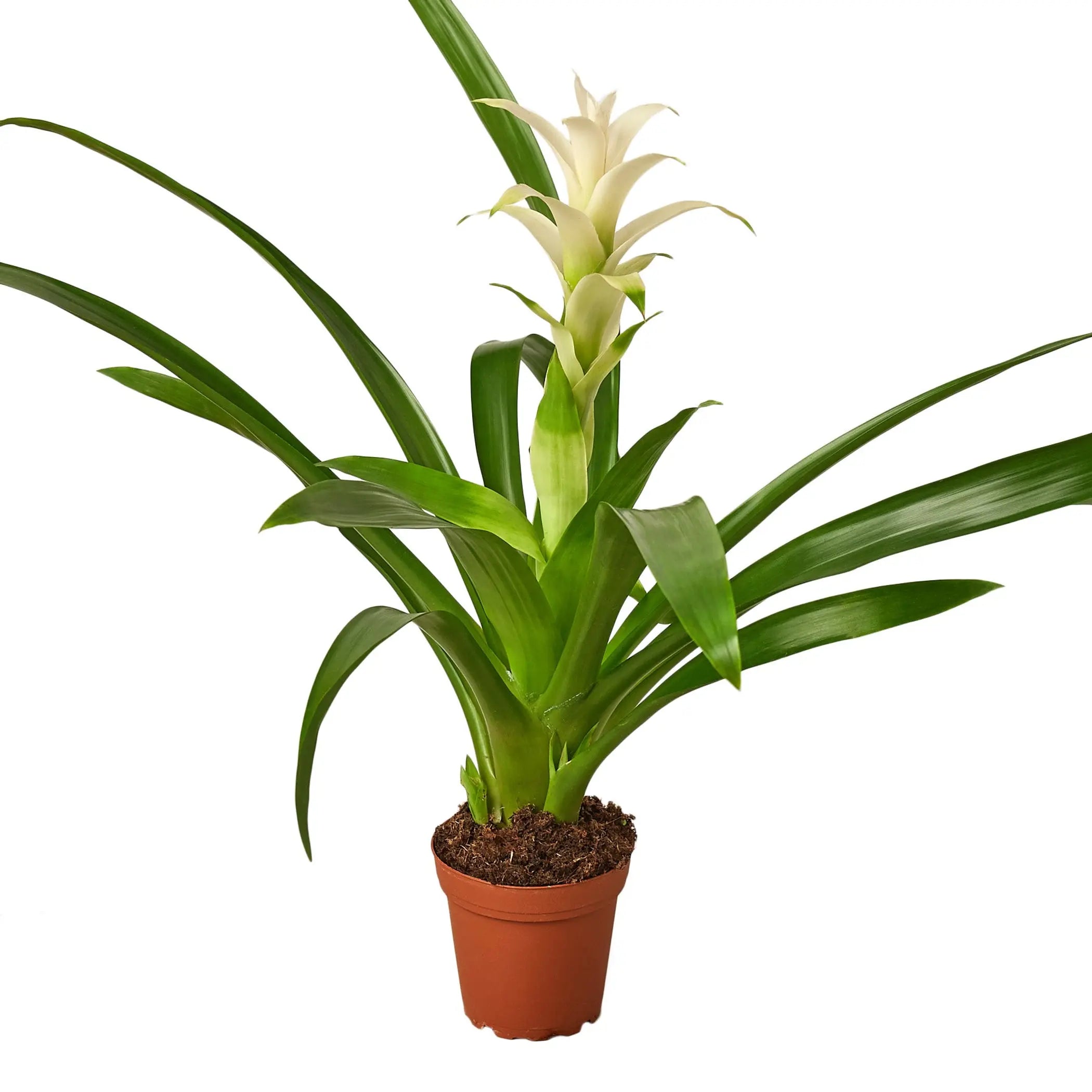 Guzmania Bromeliad 'White' House Plant Dropship