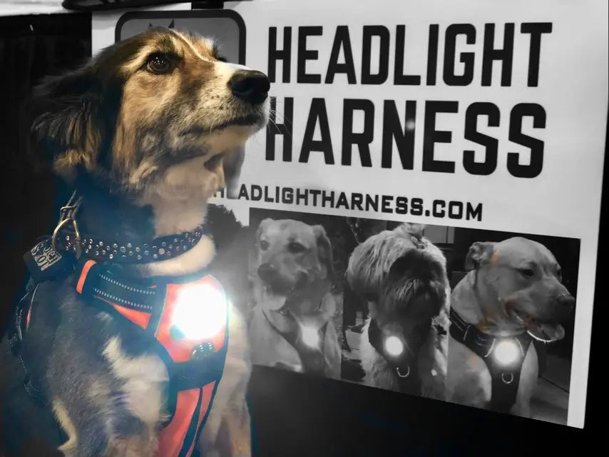 Headlight Harness, Dog Harness with Built In LED Light Headlight Harness