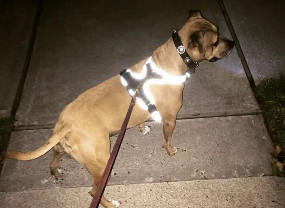Headlight Harness, Dog Harness with Built In LED Light Headlight Harness
