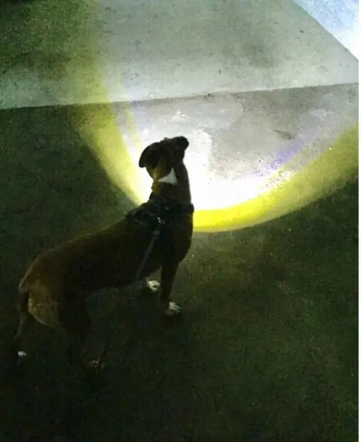 Headlight Harness, Dog Harness with Built In LED Light Headlight Harness