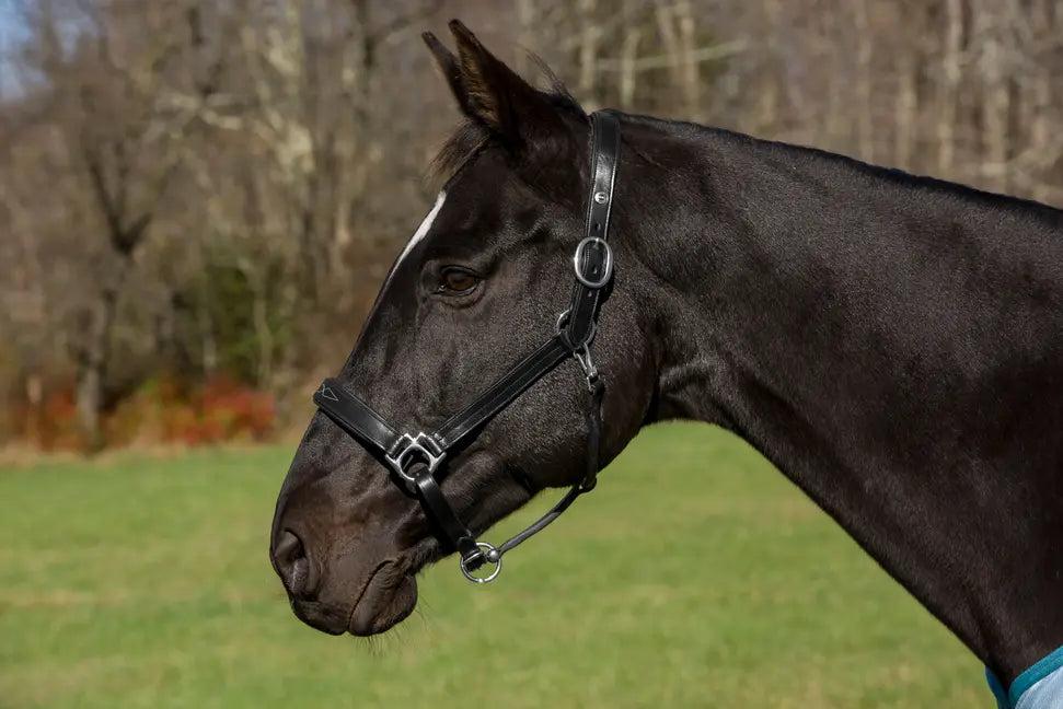 Black leather horse halter with stainless steel hardware, designed for comfort and durability, suitable for everyday use.