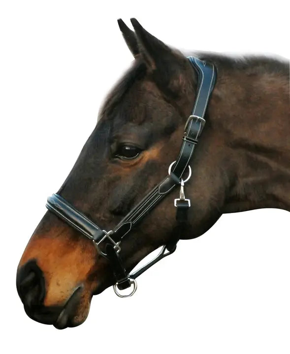 Henri de Rivel Stress Free Halter With Fancy Contrast Stitching JPC Equestrian