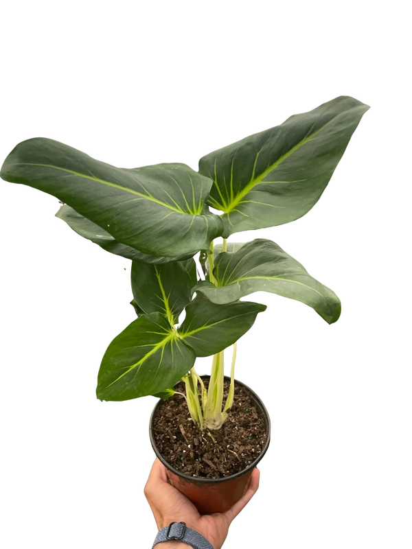 Homalomena Lindenii House Plant Wholesale