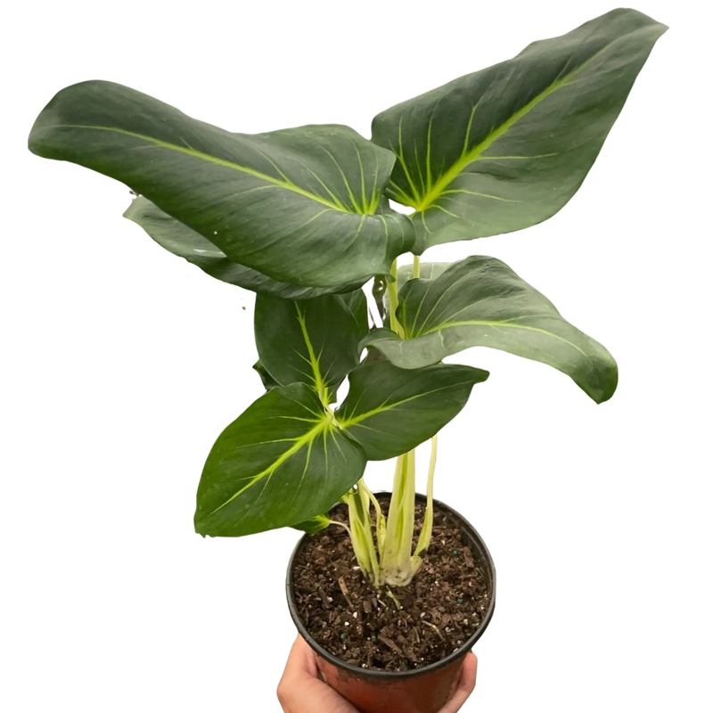 Homalomena Lindenii House Plant Wholesale