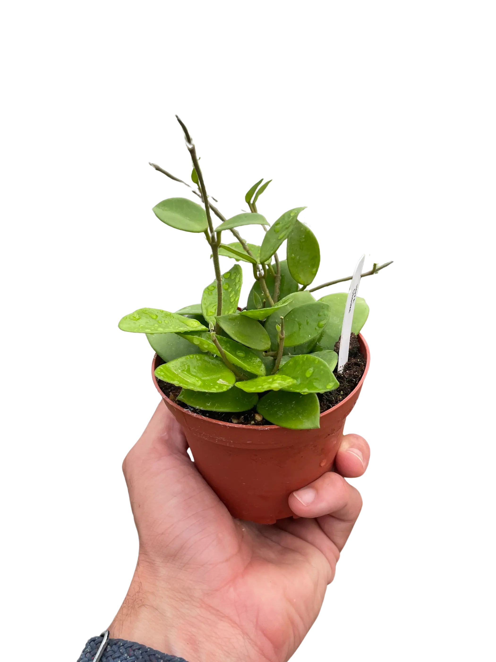 Hoya Bilobata House Plant Wholesale