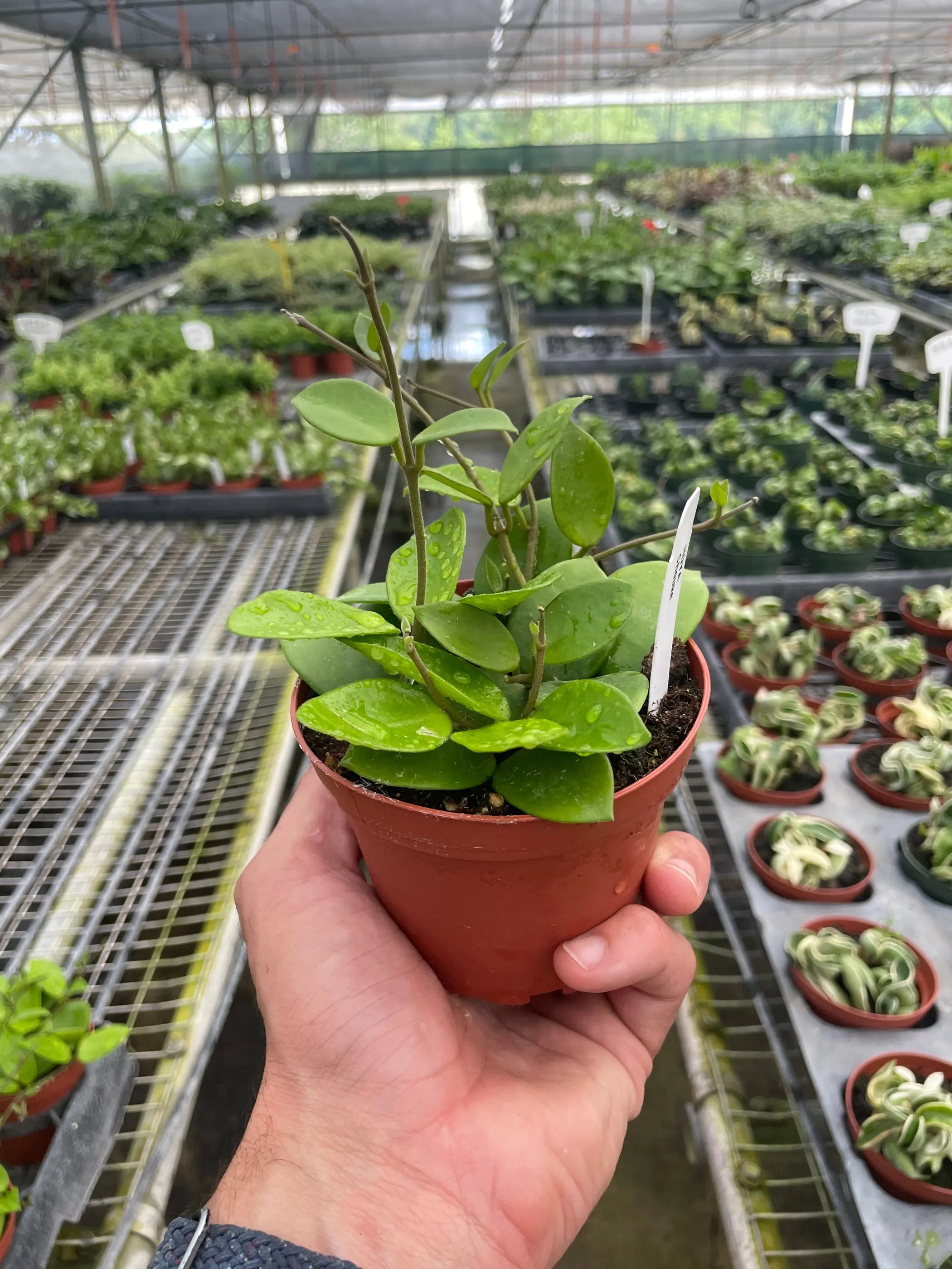 Hoya Bilobata House Plant Wholesale
