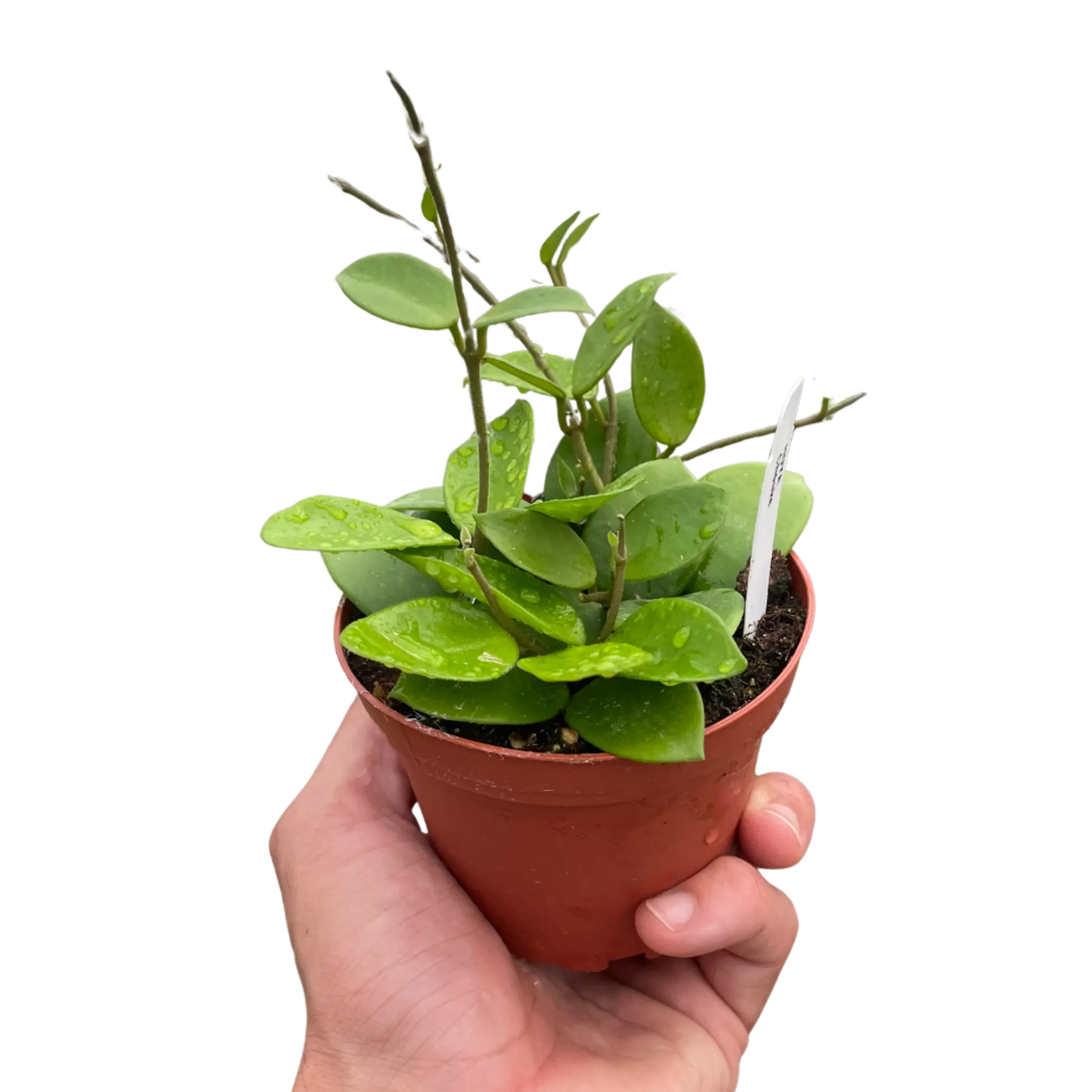 Hoya Bilobata House Plant Wholesale