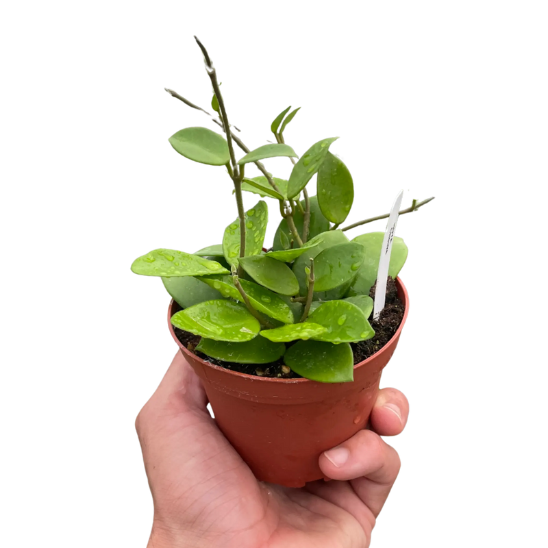Hoya Bilobata House Plant Wholesale