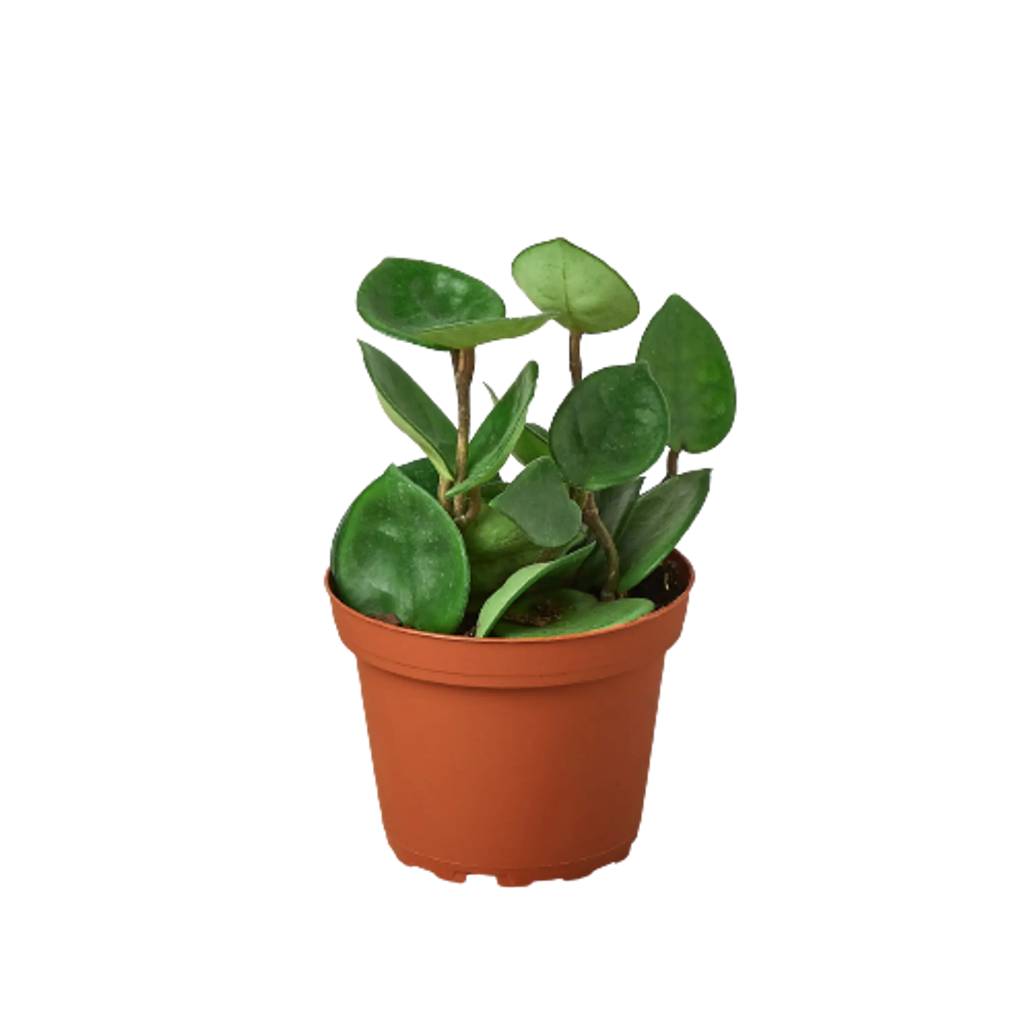 Hoya Carnosa 'Chelsea' House Plant Wholesale