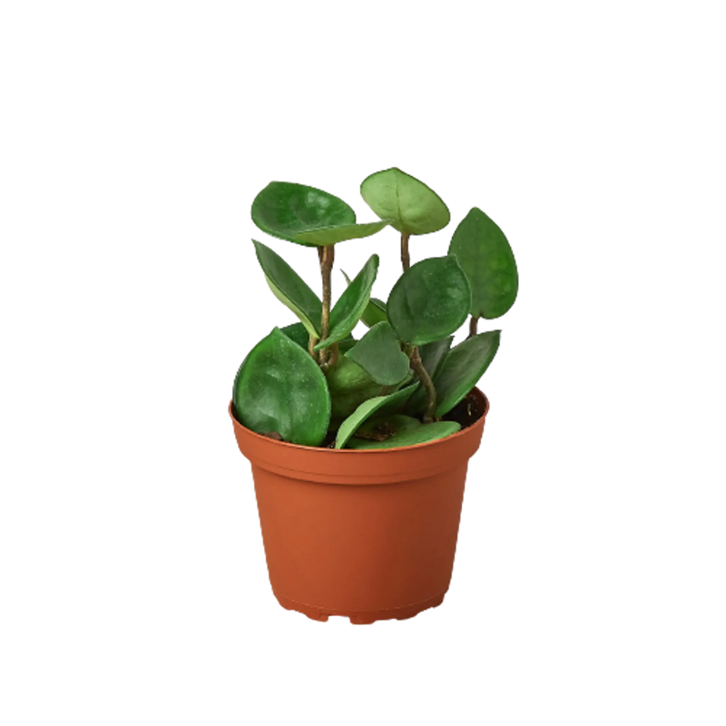 Hoya Carnosa 'Chelsea' House Plant Wholesale