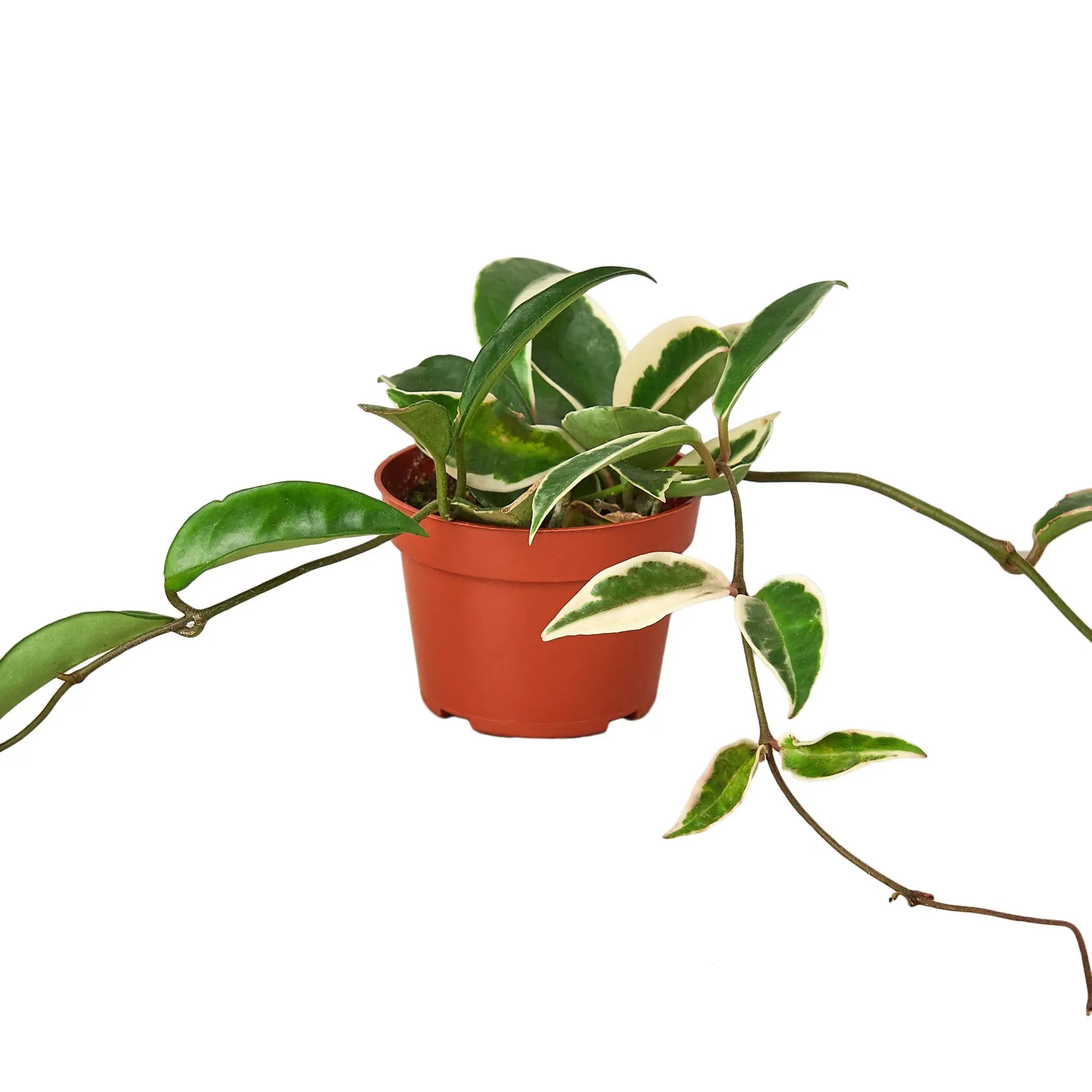 Hoya Carnosa 'Tricolor' House Plant Wholesale