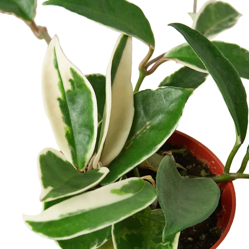 Hoya Carnosa 'Tricolor' House Plant Wholesale