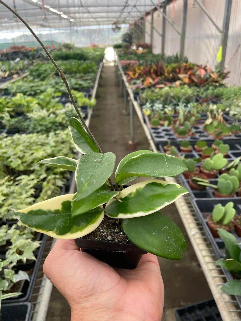 Hoya Carnosa 'Tricolor' House Plant Wholesale