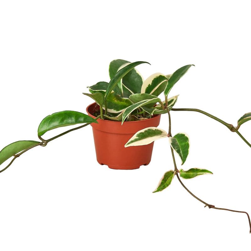 Hoya Carnosa 'Tricolor' House Plant Wholesale