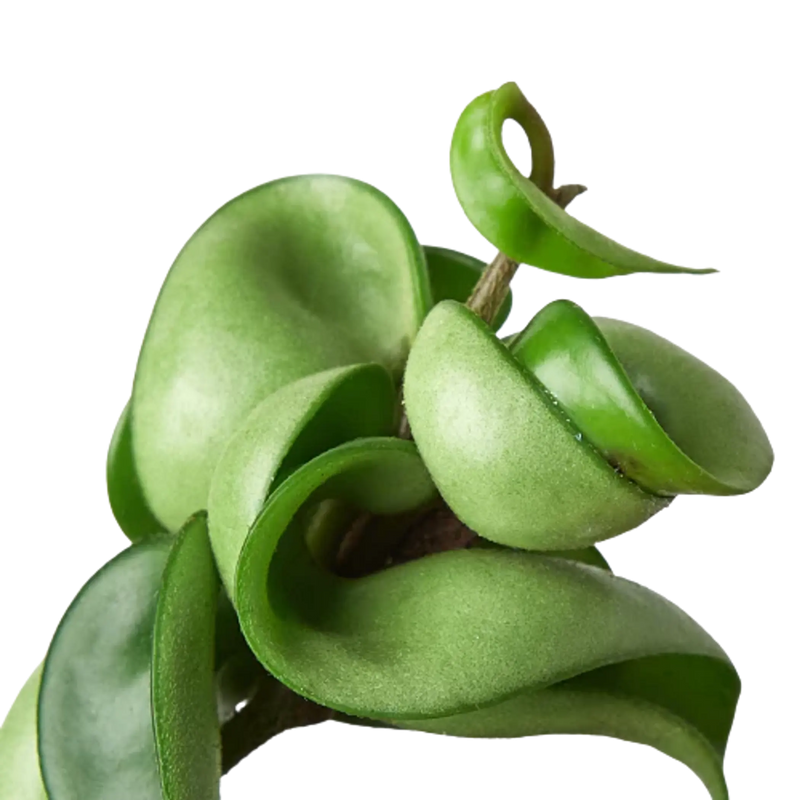 Hoya Rope Plant House Plant Wholesale