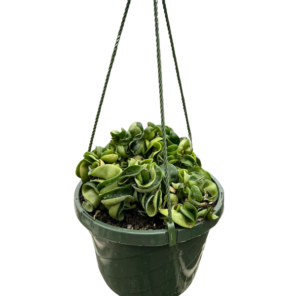 Hoya Rope Plant House Plant Wholesale